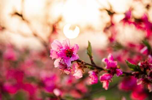 Contrasti 26032022 (44)