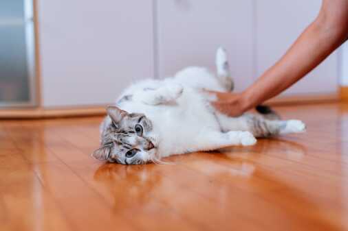 Contrasti (67)_risultato